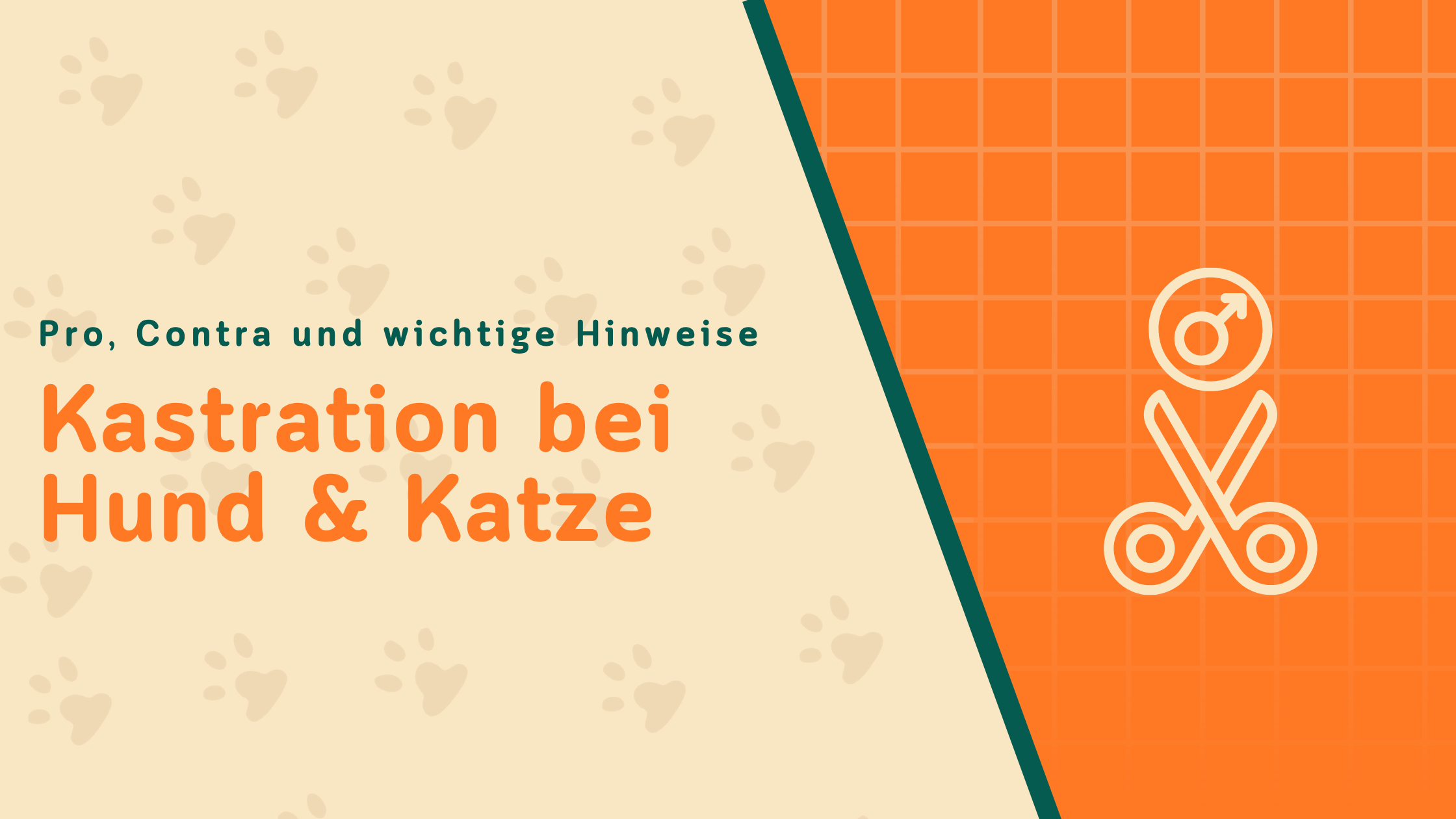 Kastration bei Hund & Katze: Pro, Contra und was du vorher wissen solltest