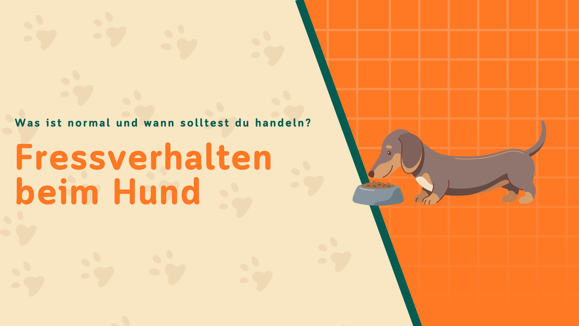 Fressverhalten beim Hund: Was ist normal und wann solltest du handeln?