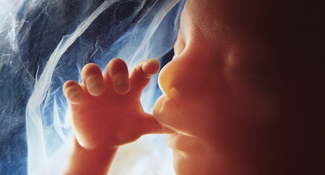 Lessons from the womb