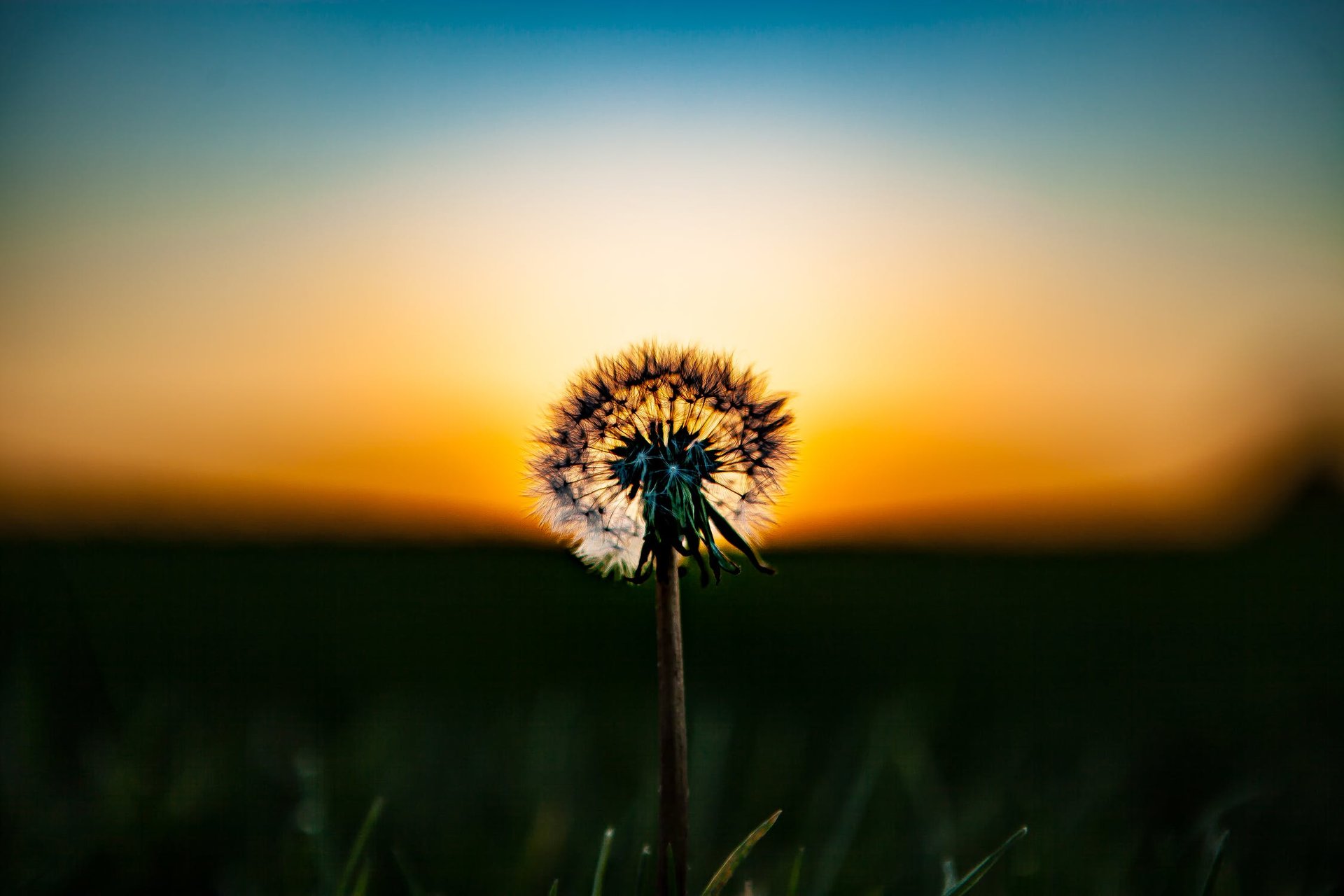 Chasing Dandelions