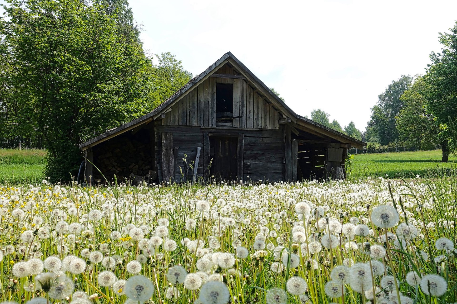 The Magic in Dandelions