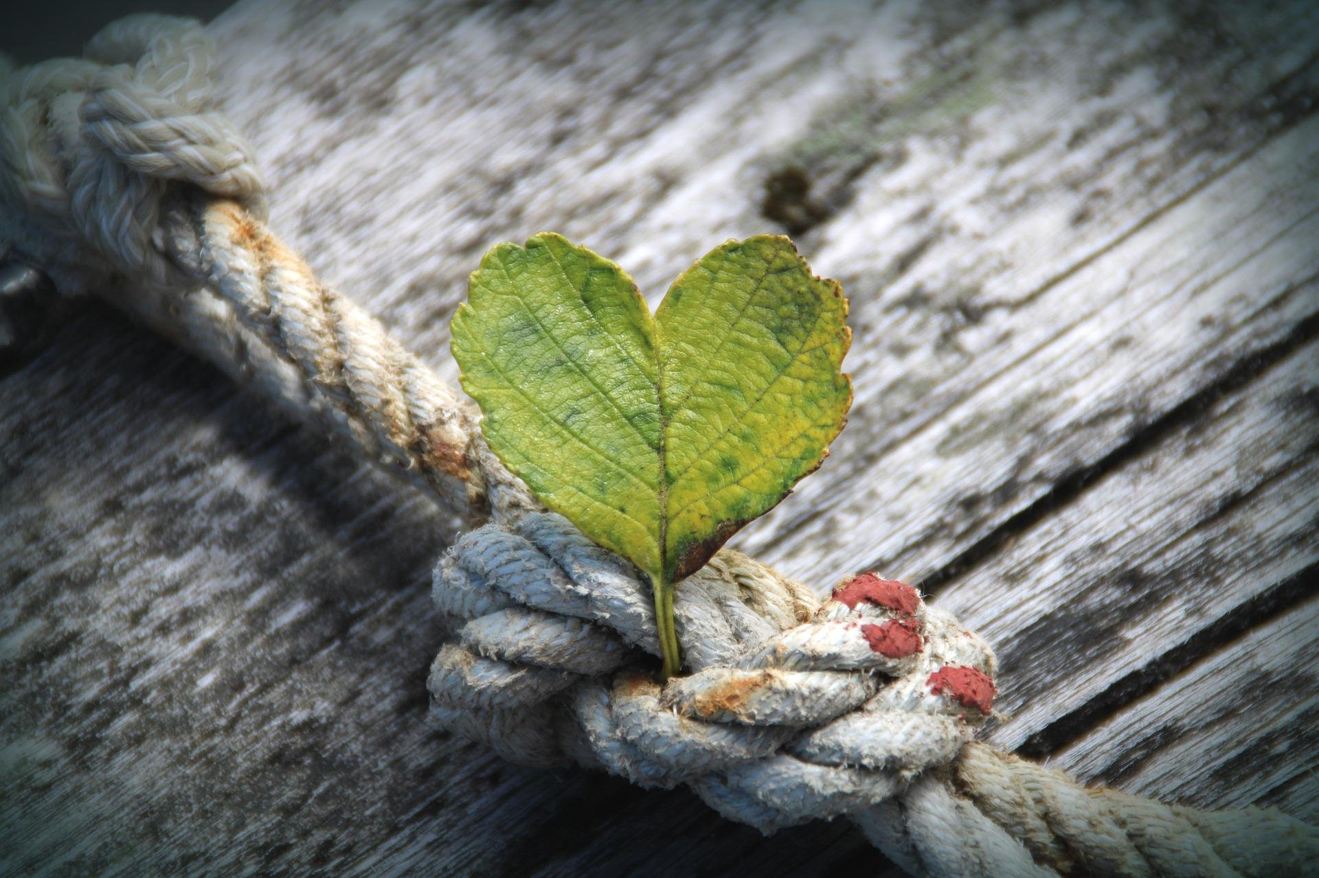 Drop abundance