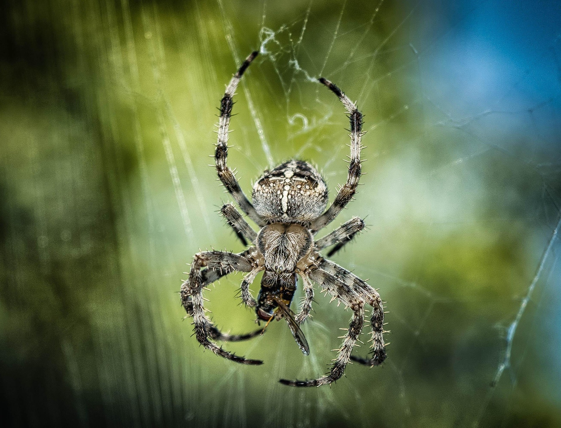 The Anatomy of Fear