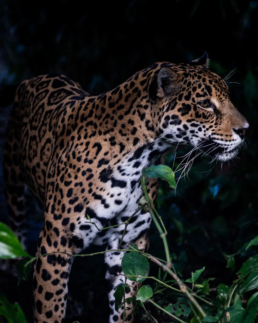 Belize Zoo in San Ignacio Belize
