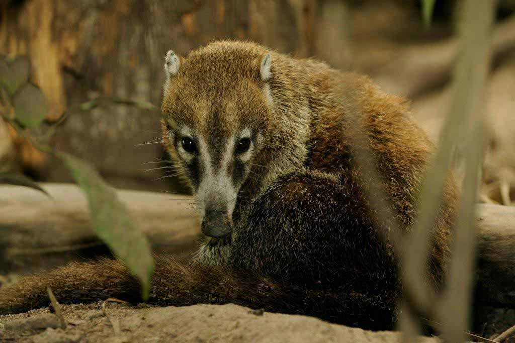 Belize Zoo and Altun Ha