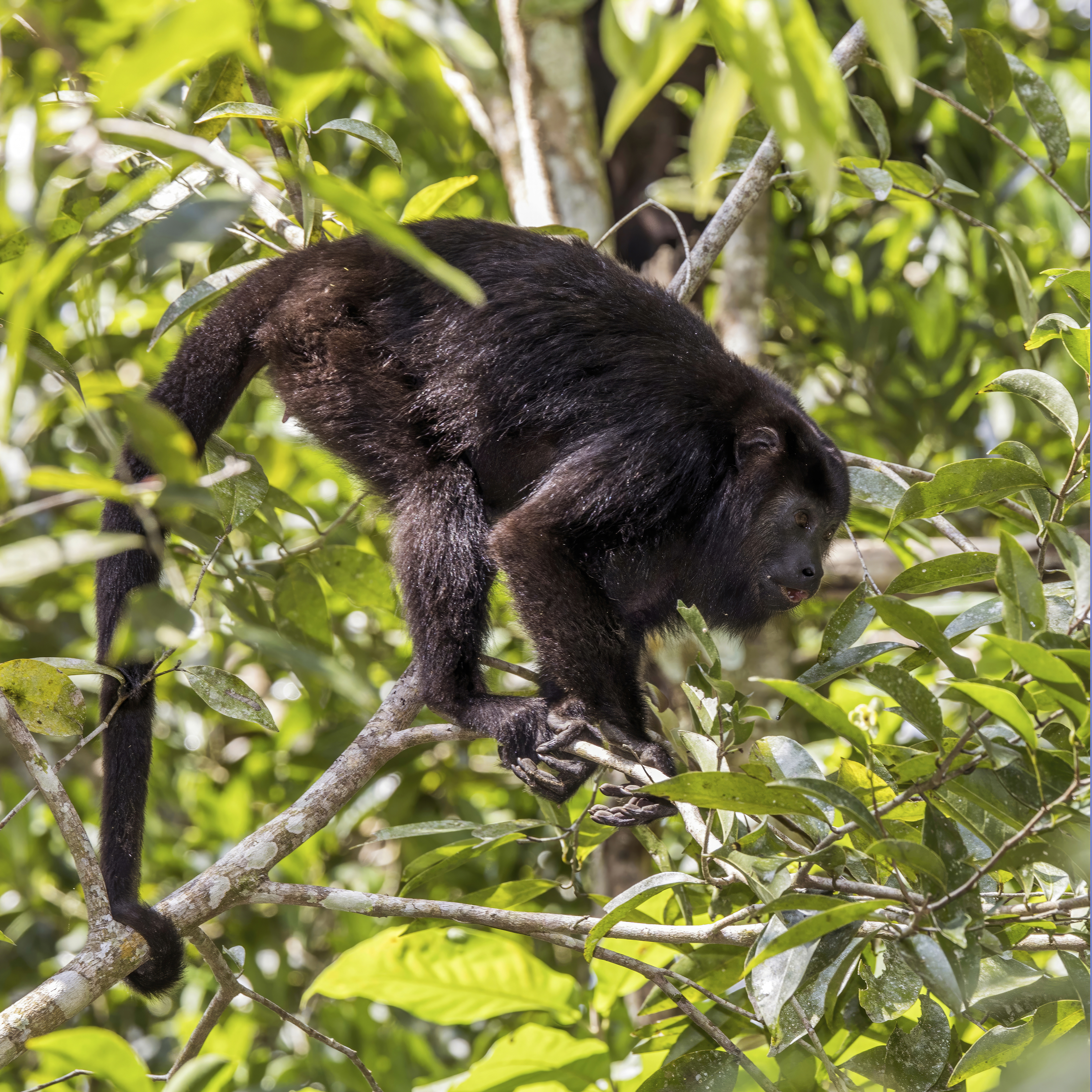Jungle Zipline at Jaguar Caves Branch