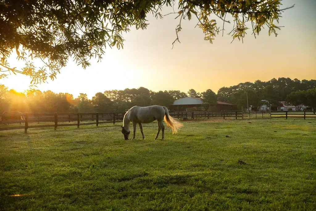Wellington Reserve - A New Frontier of Estate Living in South Raleigh — image 2