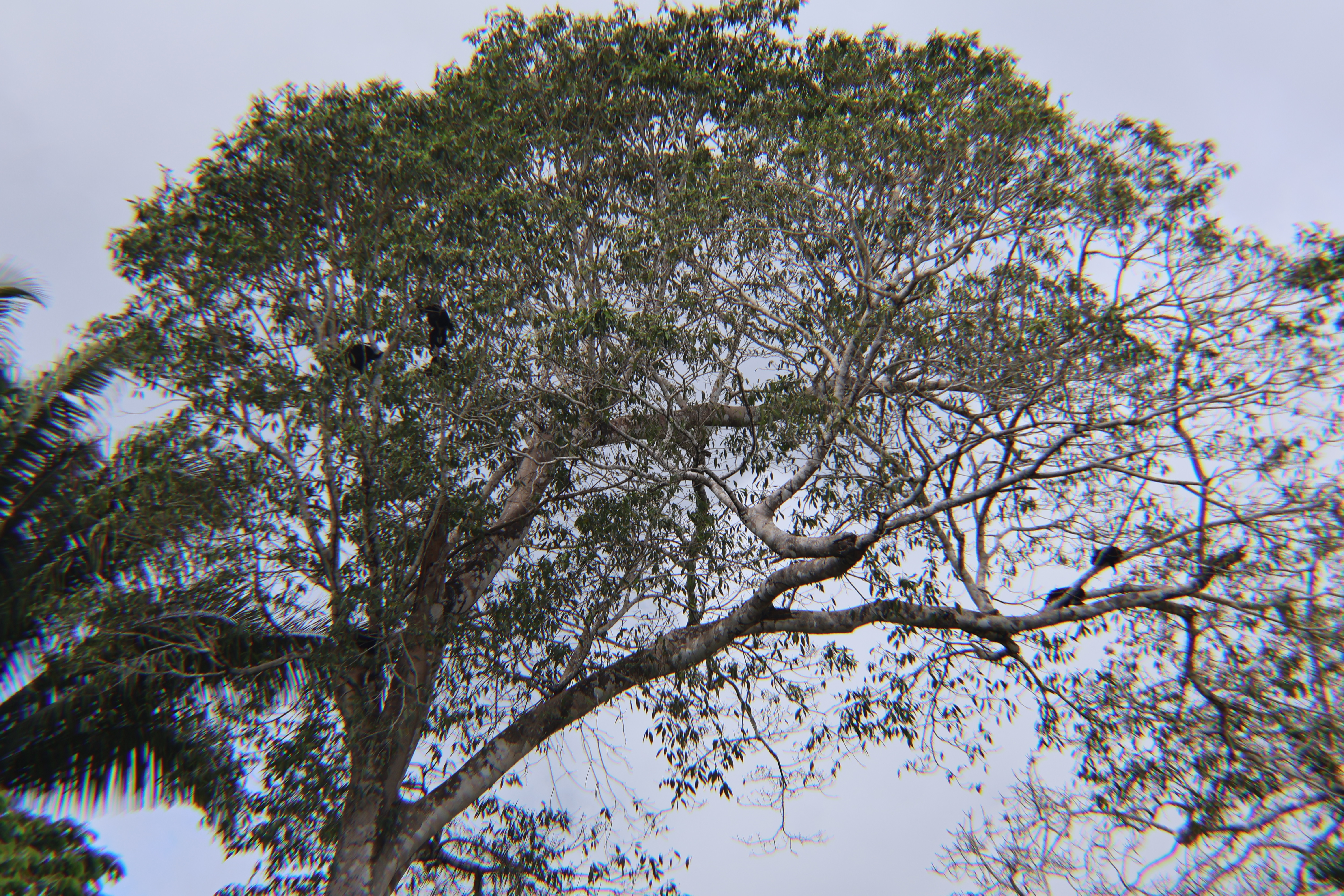 Belize River Canoeing (Ruta Maya Experience)
