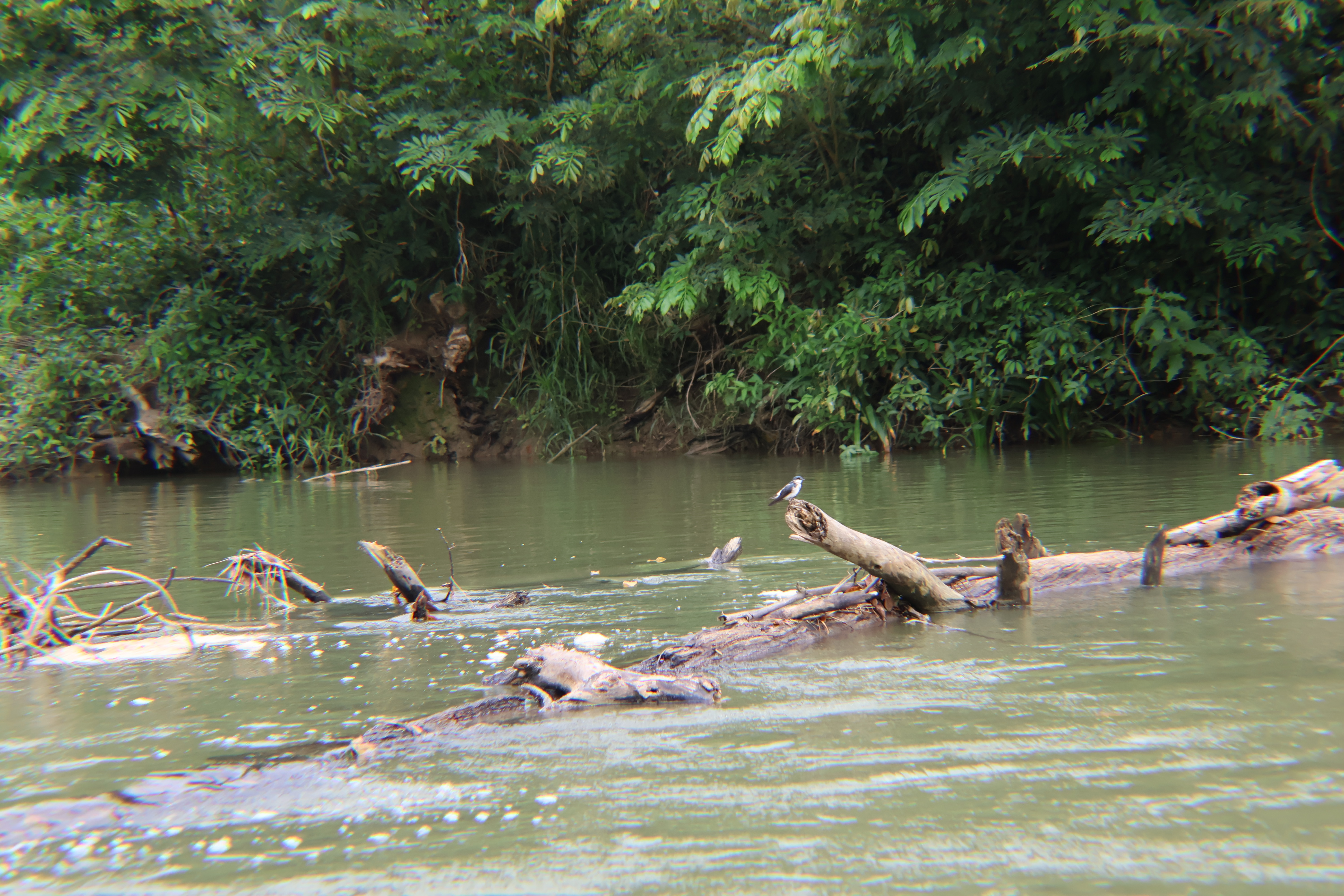 Belize River Canoeing (Ruta Maya Experience)