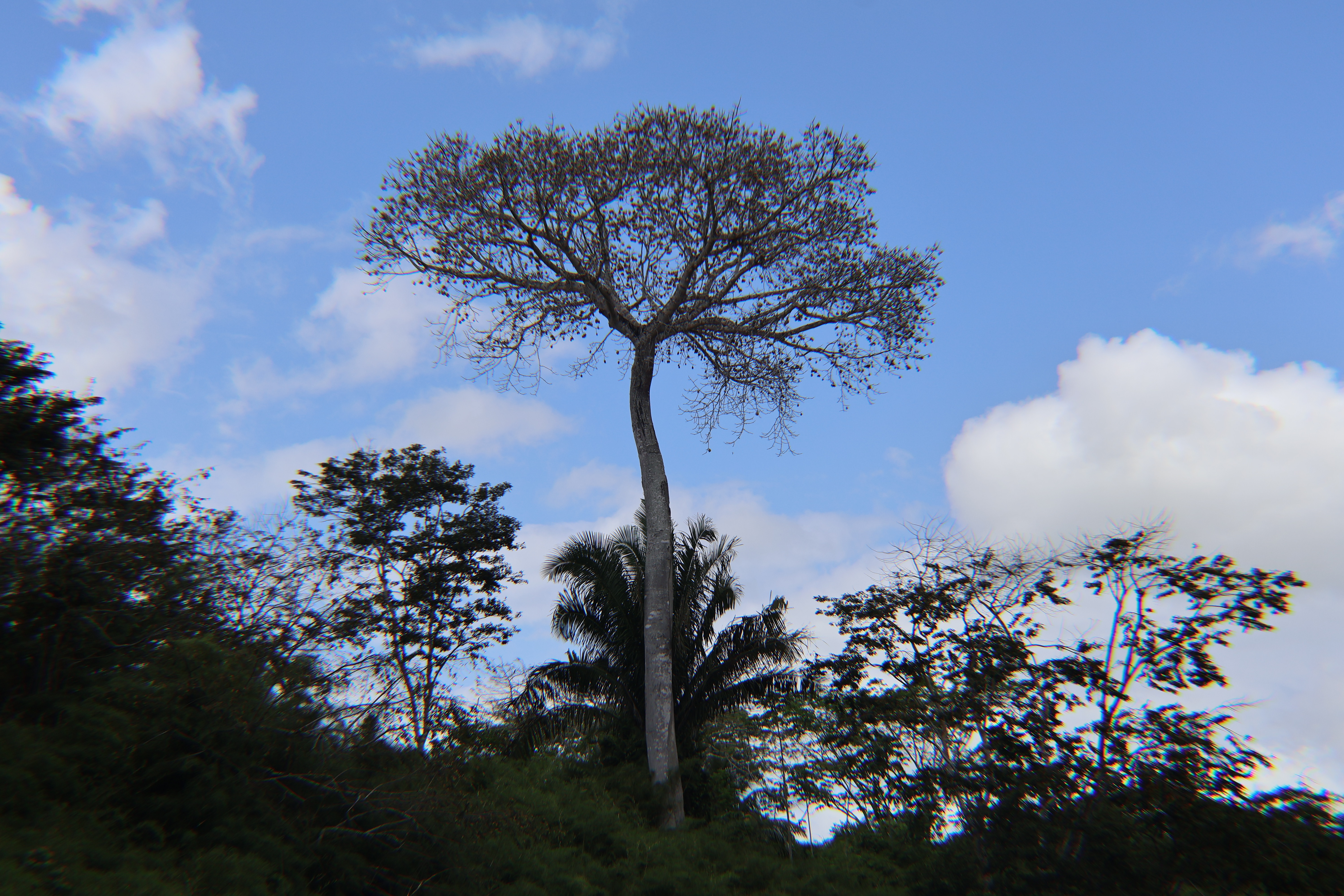 Belize River Canoeing (Ruta Maya Experience)