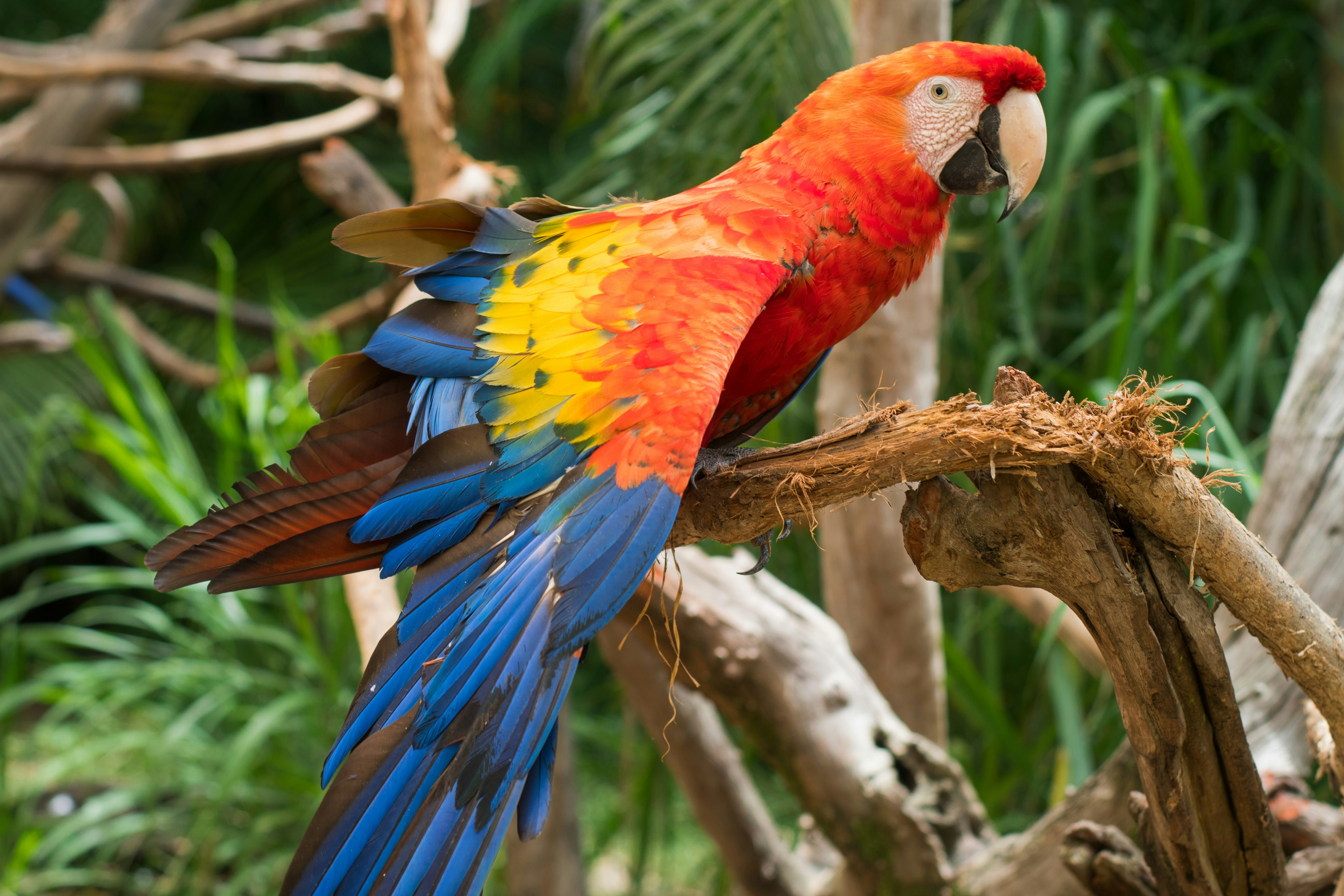 Belize Zoo in San Ignacio Belize
